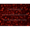 Rat Primary Aortic Endothelial Cells